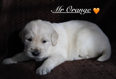 Les chiots de Golden Retriever