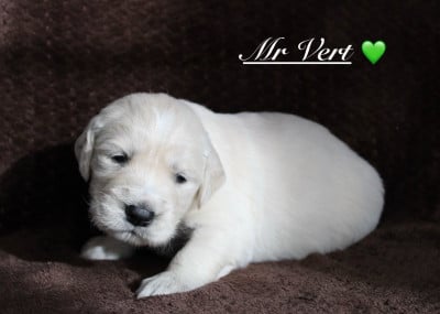 Les chiots de Golden Retriever