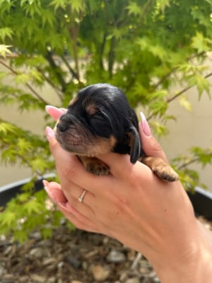 Les chiots de Cocker Spaniel Anglais