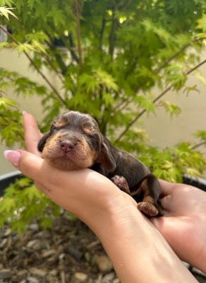 Les chiots de Cocker Spaniel Anglais