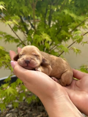 Les chiots de Cocker Spaniel Anglais