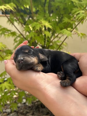 Les chiots de Cocker Spaniel Anglais