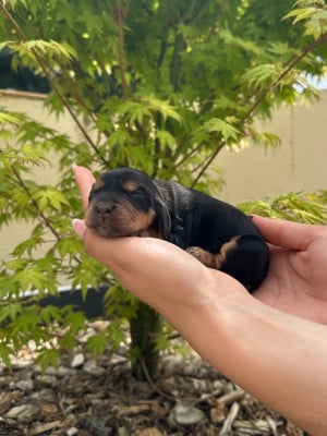 Les chiots de Cocker Spaniel Anglais