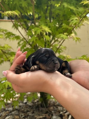 Les chiots de Cocker Spaniel Anglais