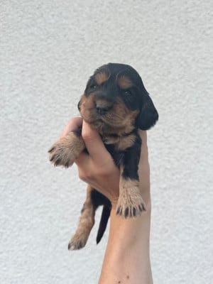 Les chiots de Cocker Spaniel Anglais