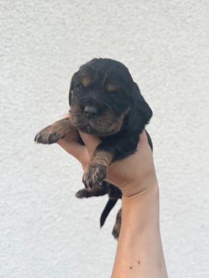 Les chiots de Cocker Spaniel Anglais