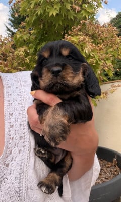 Les chiots de Cocker Spaniel Anglais
