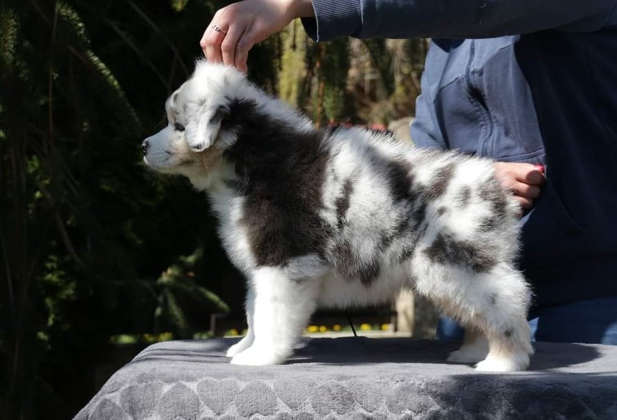 Chameleon  srdcove eso