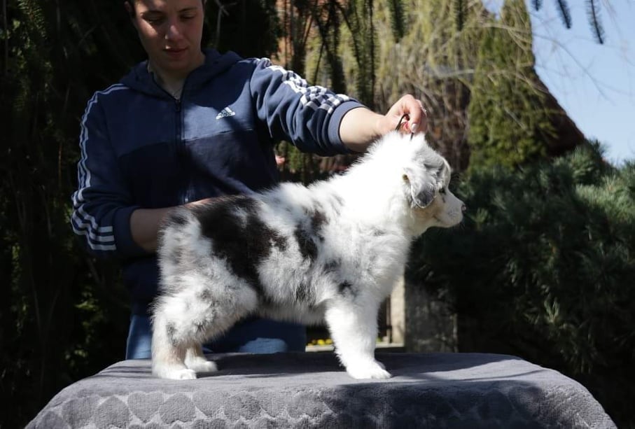 Chameleon  srdcove eso