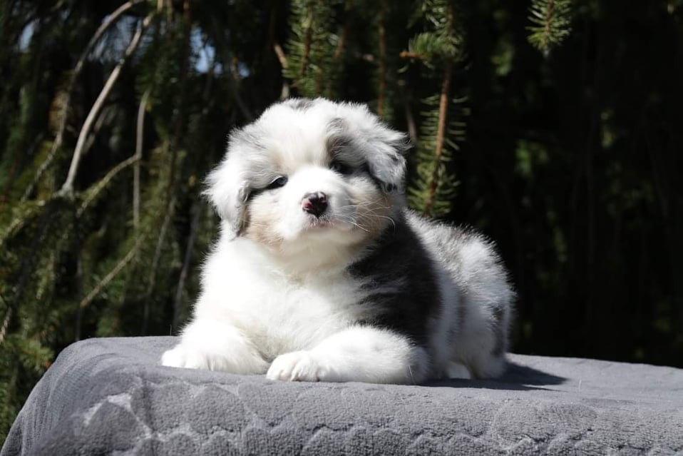 Chameleon  srdcove eso