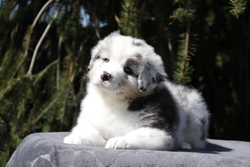 Chameleon  srdcove eso