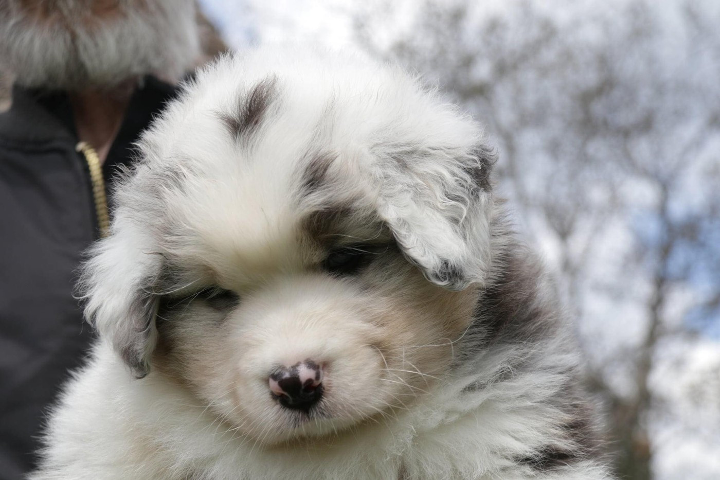 Chameleon  srdcove eso