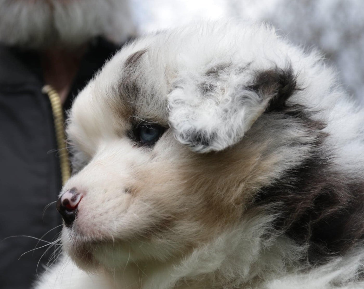 Chameleon  srdcove eso