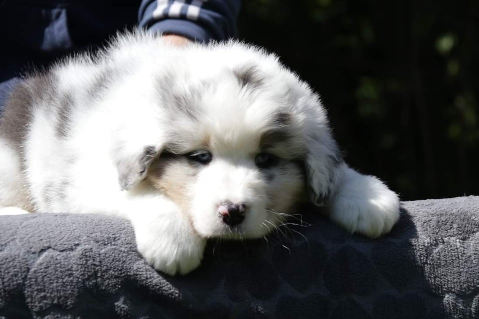 Chameleon  srdcove eso