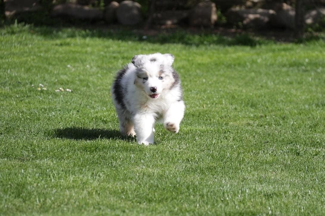 Chameleon  srdcove eso