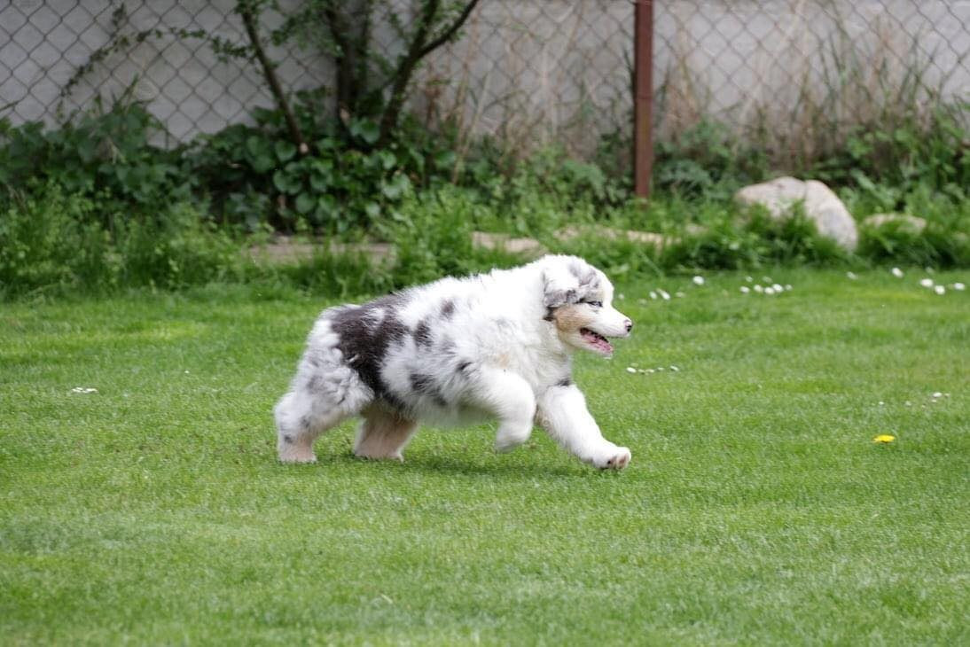 Chameleon  srdcove eso