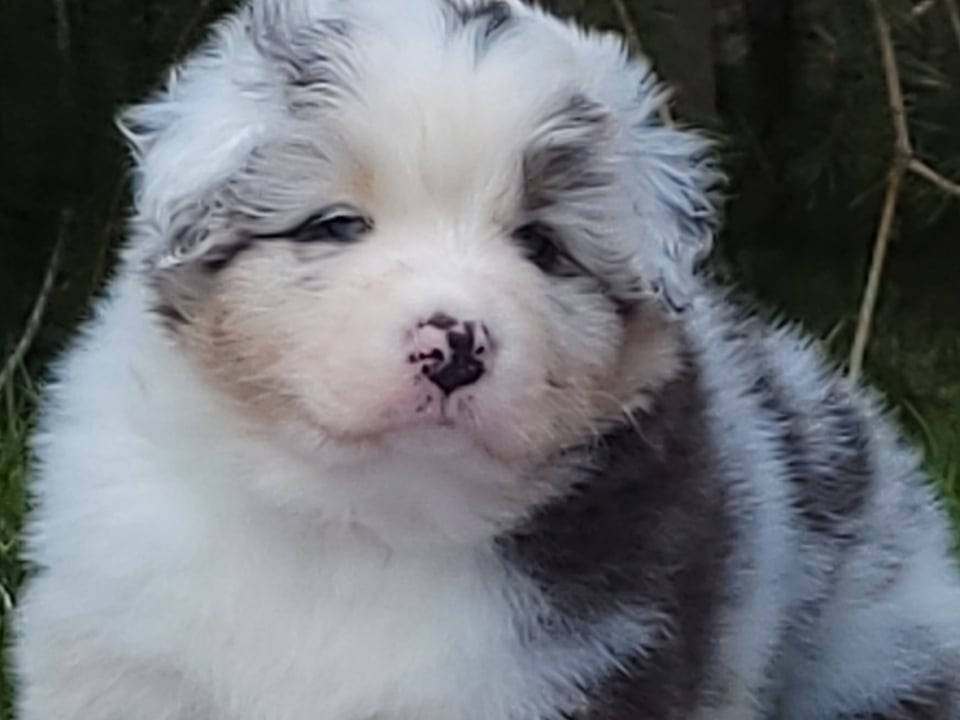 Chameleon  srdcove eso