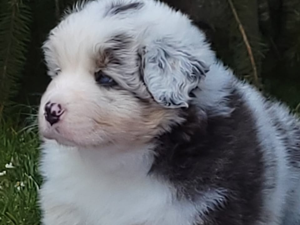 Chameleon  srdcove eso