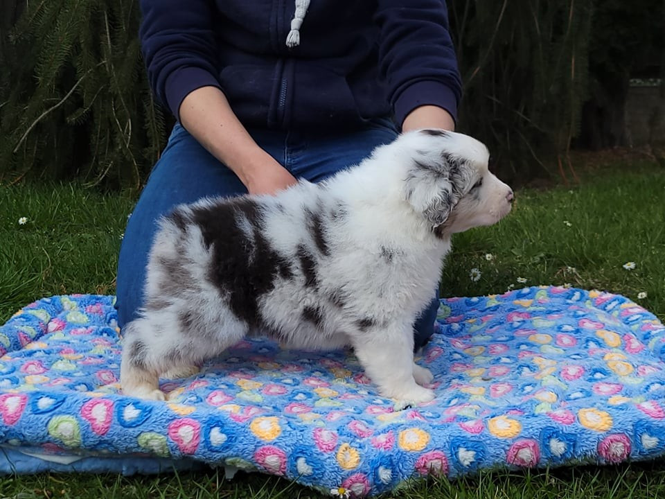 Chameleon  srdcove eso