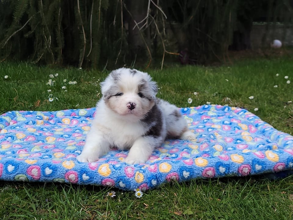 Chameleon  srdcove eso