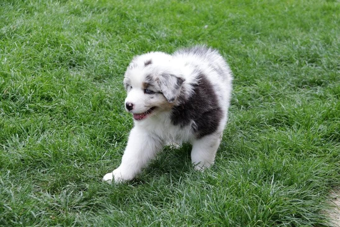 Chameleon  srdcove eso