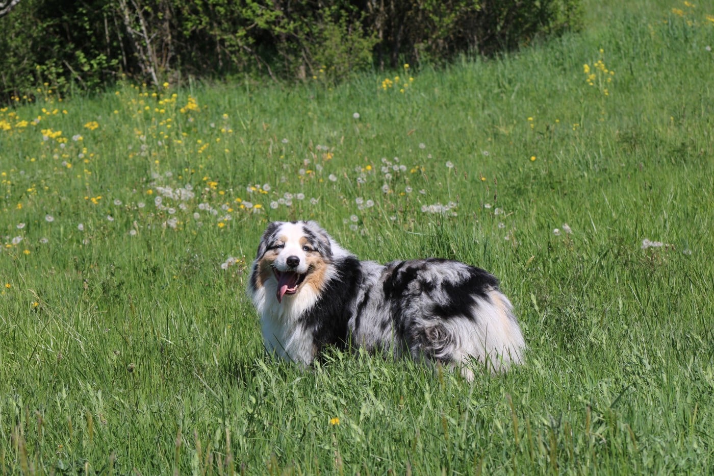 Chameleon  srdcove eso