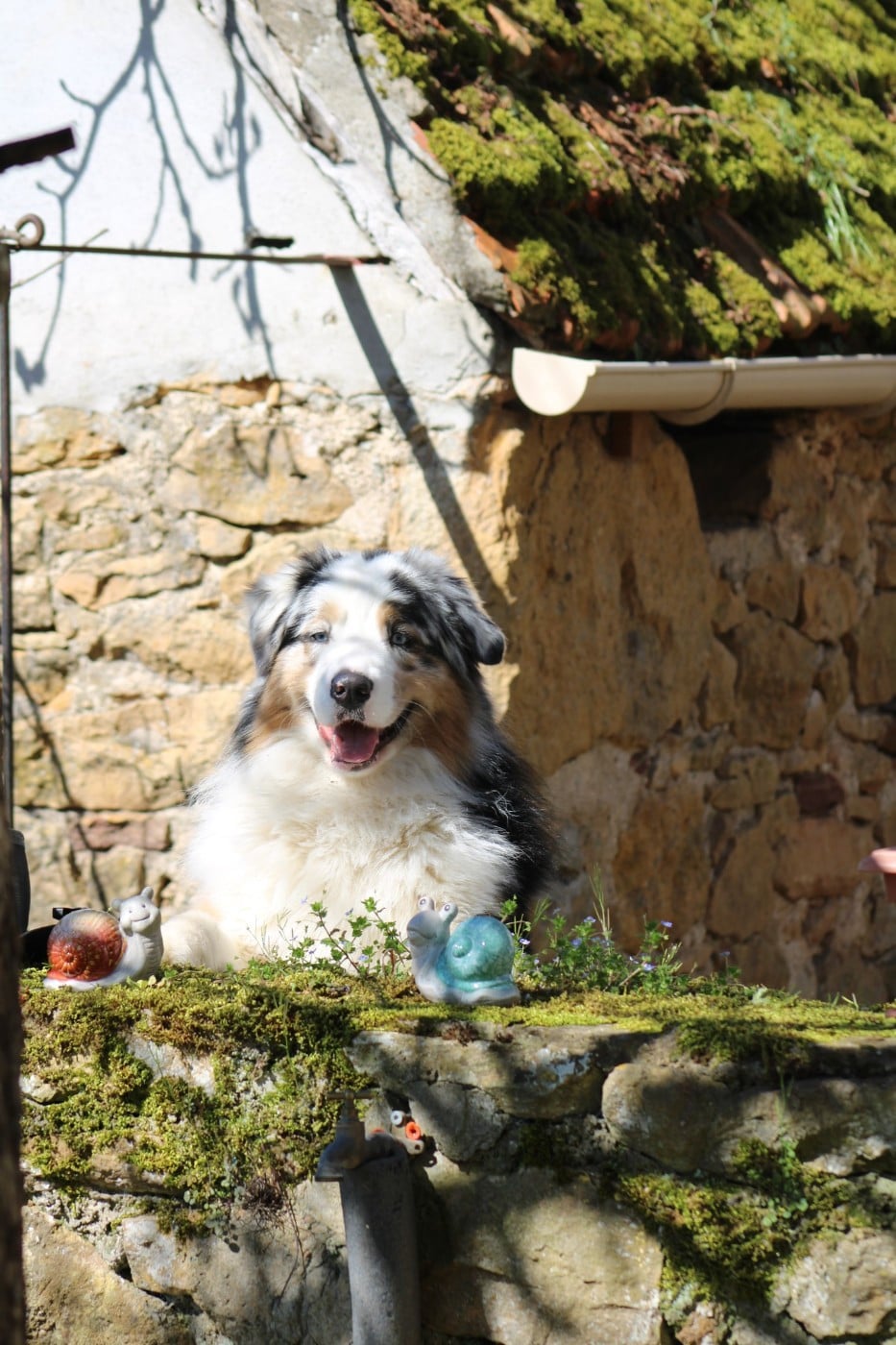 Chameleon  srdcove eso