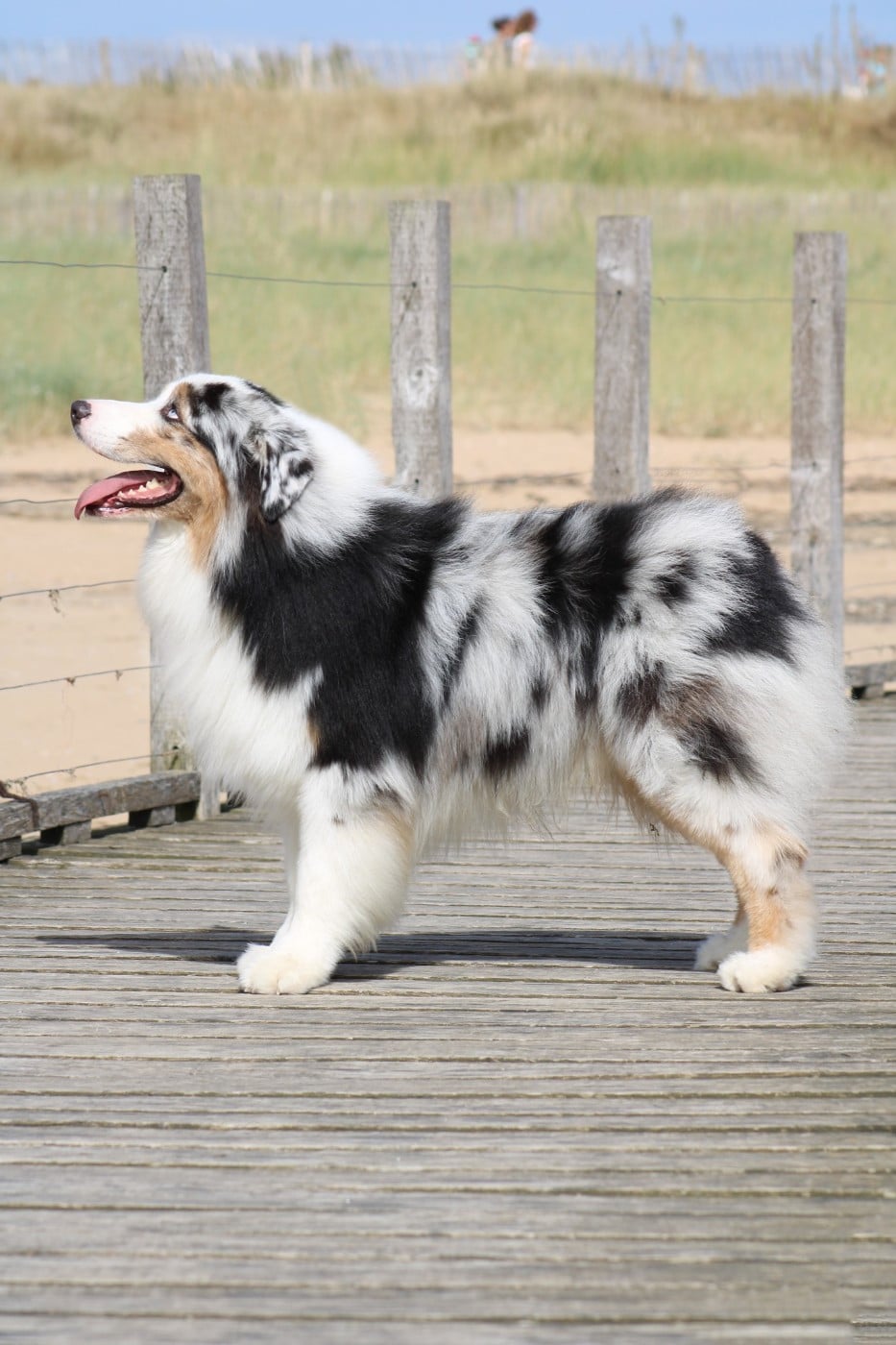 Chameleon  srdcove eso