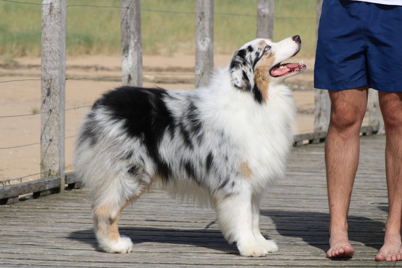 Chameleon  srdcove eso