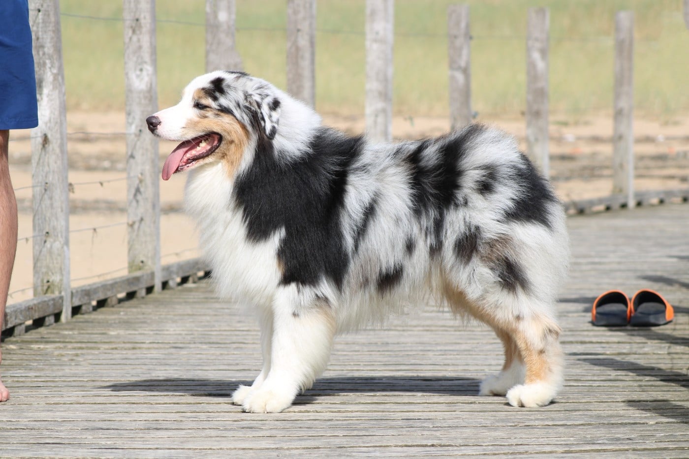 Chameleon  srdcove eso