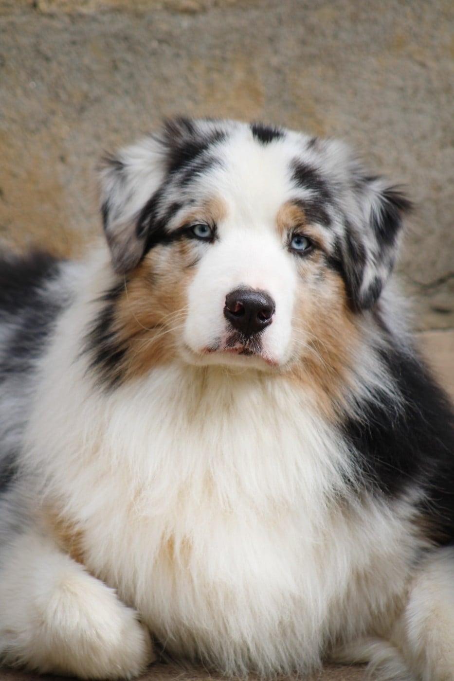 Chameleon  srdcove eso