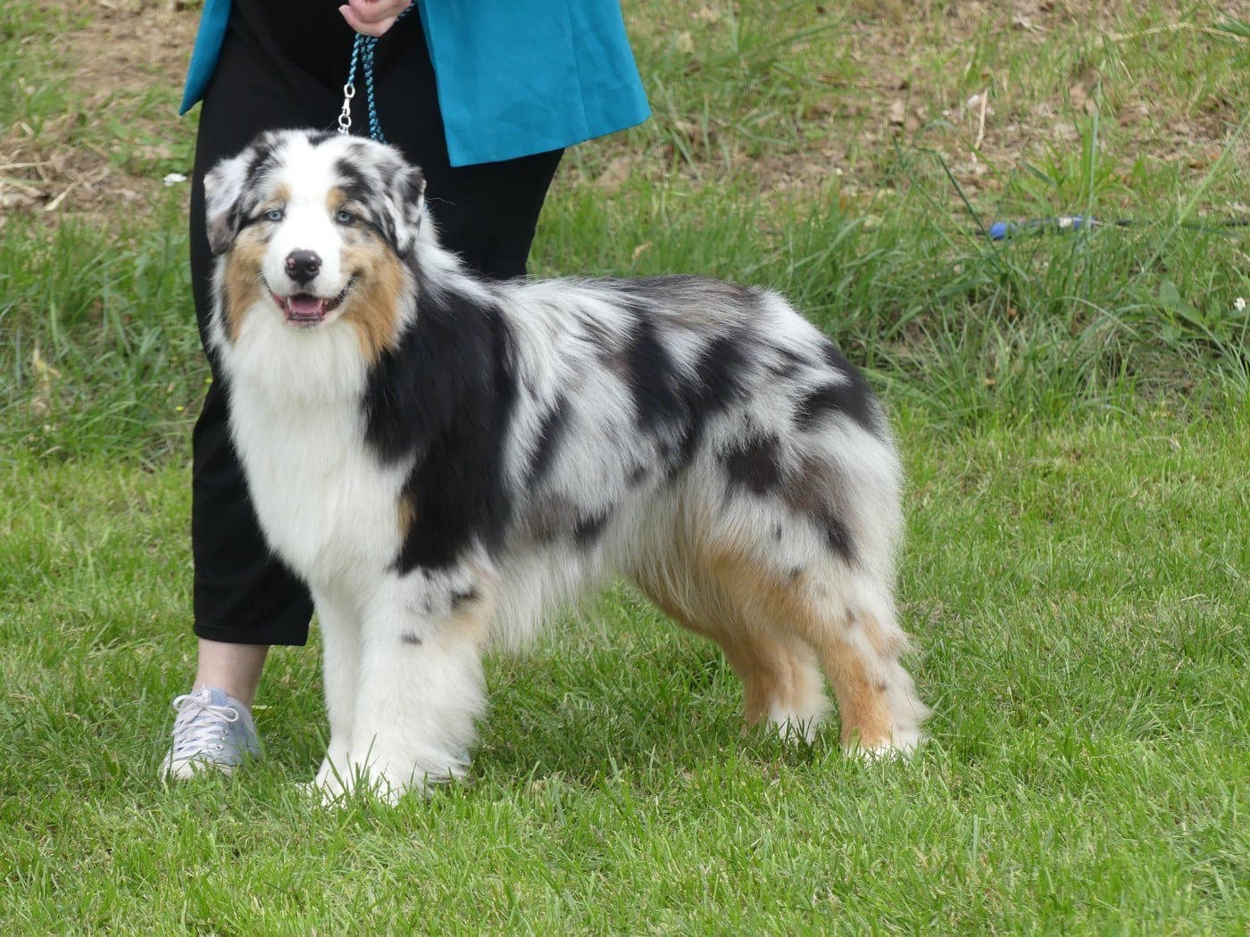 Chameleon  srdcove eso