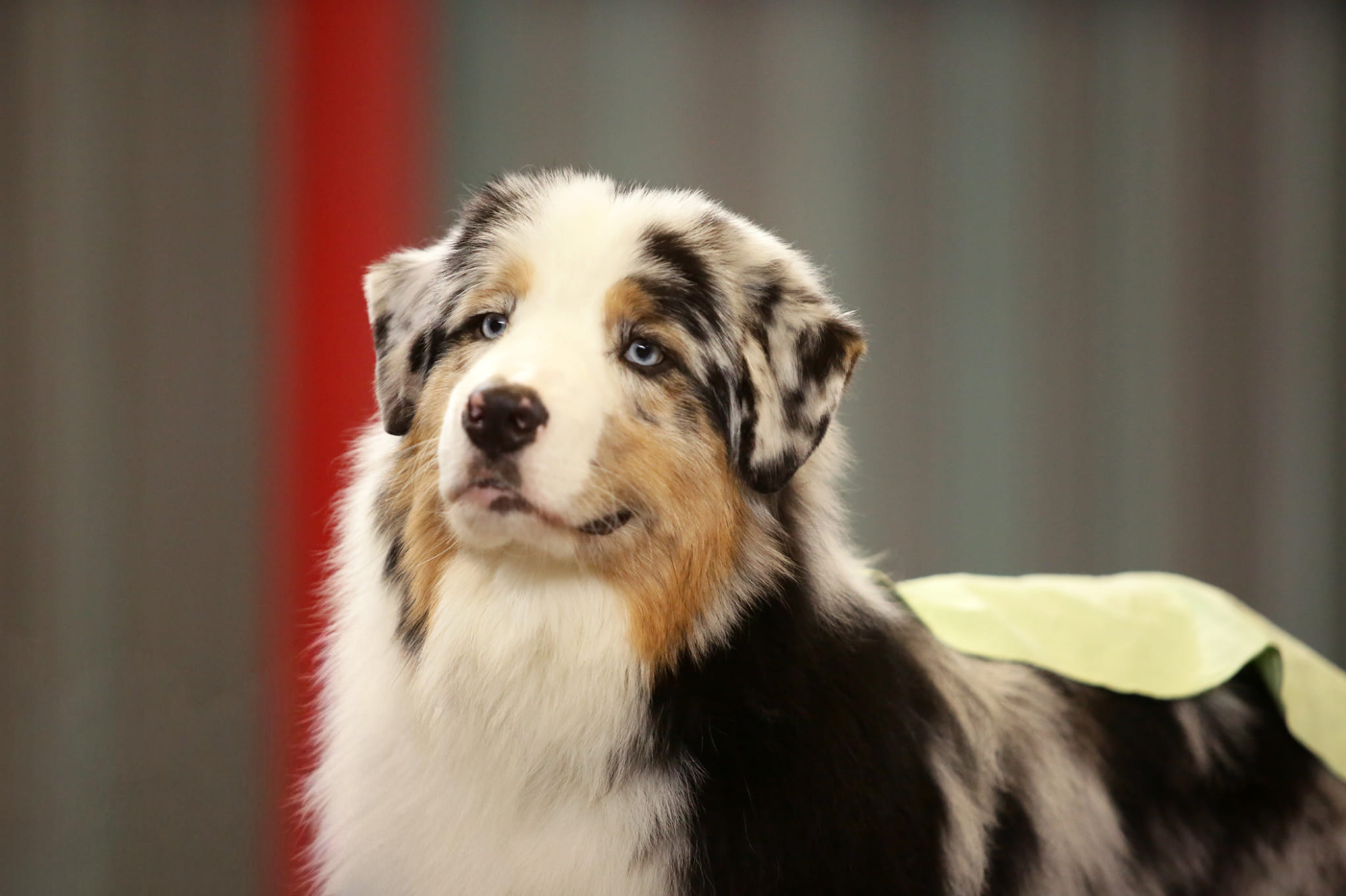 Chameleon  srdcove eso