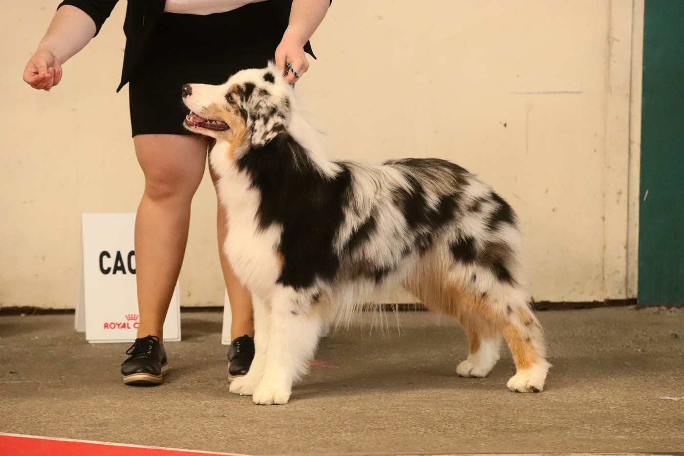 Chameleon  srdcove eso