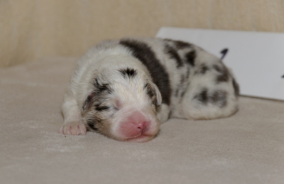 Chameleon  srdcove eso