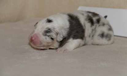 Chameleon  srdcove eso