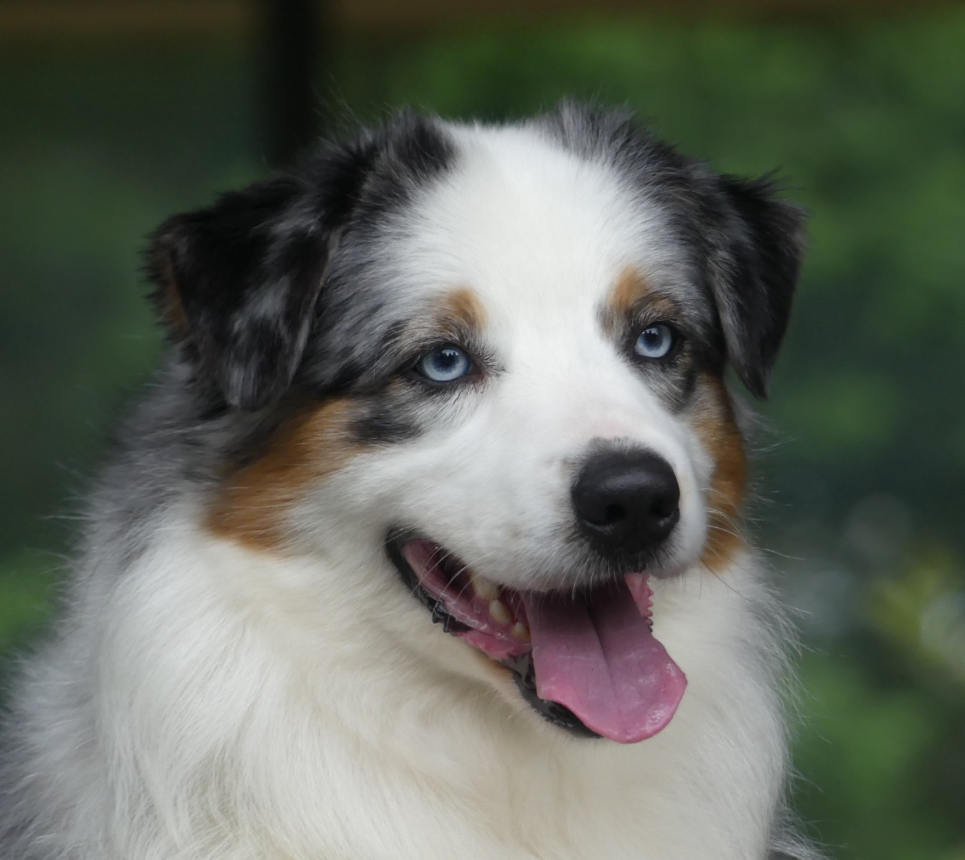 Oneida as kimya Du Royaume Secret D'opaline