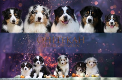 Ohitekah