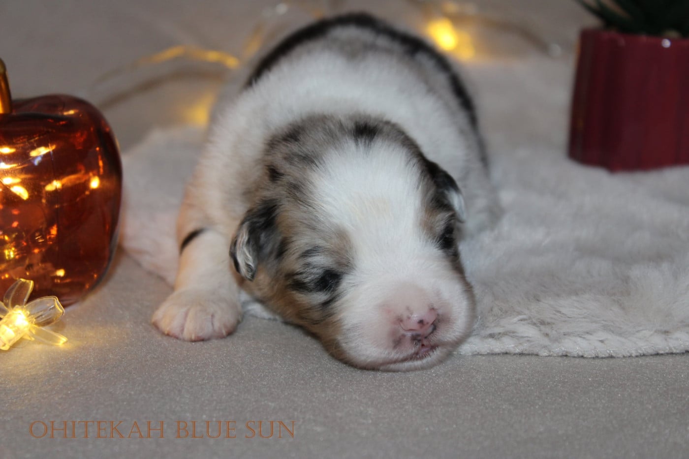 Blue Sun - Berger Australien