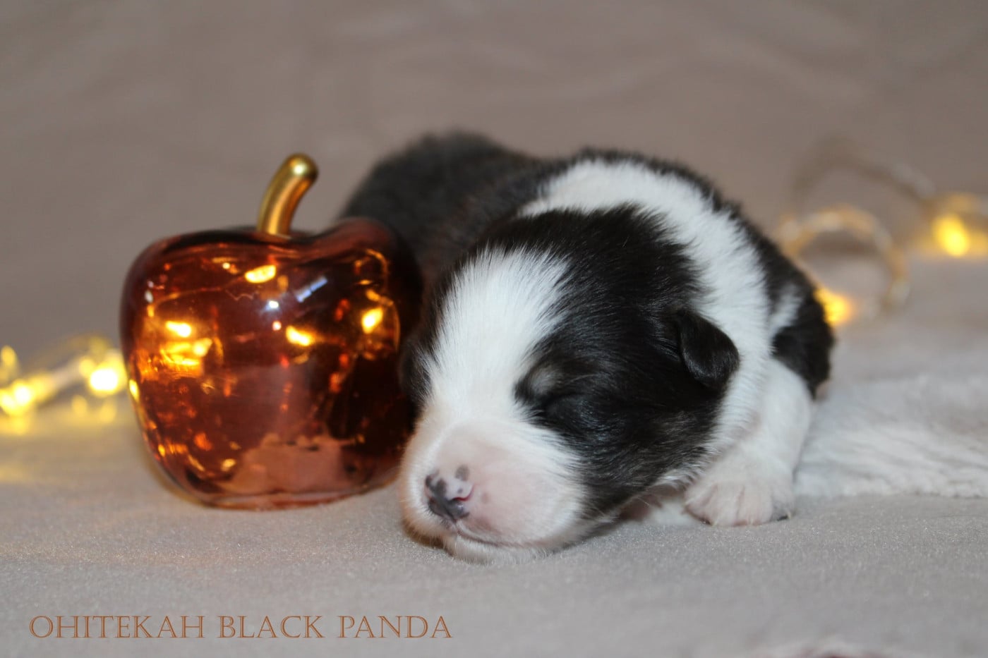 Black Panda - Berger Australien