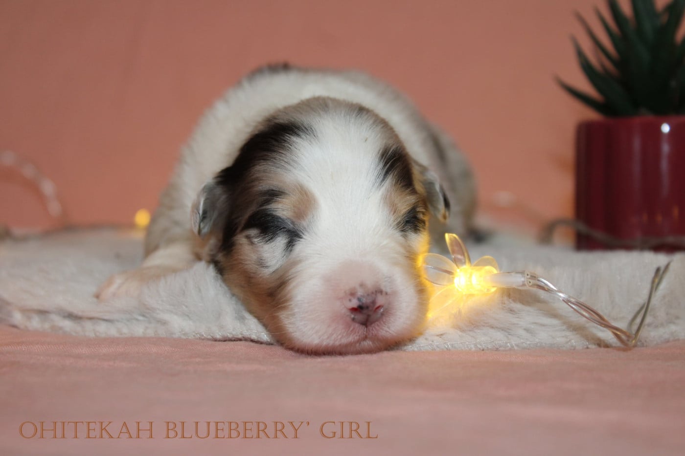 Blueberry' girl - Berger Australien