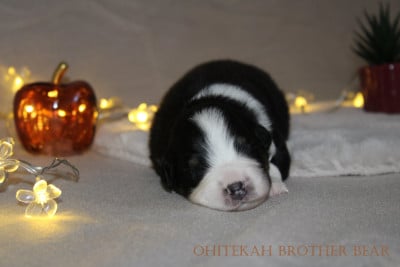 Brother Bear - Berger Australien