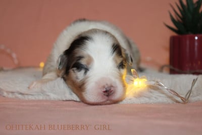 Blueberry' girl - Berger Australien