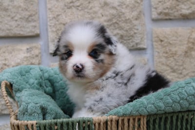 Les chiots de Berger Australien
