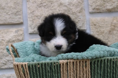 Les chiots de Berger Australien