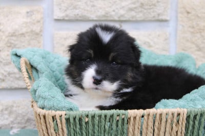 Les chiots de Berger Australien