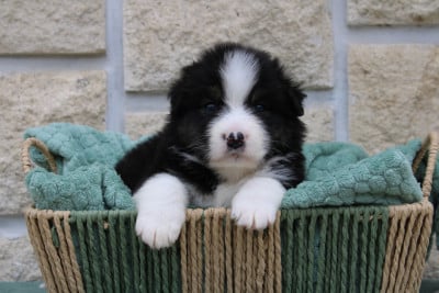 Les chiots de Berger Australien