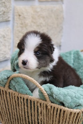 Les chiots de Berger Australien