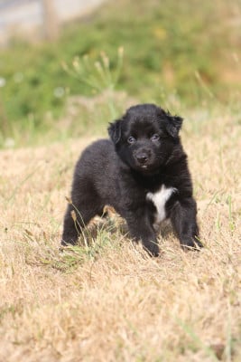 Chiot N°4 - Berger Australien