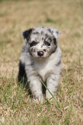 Chiot N°5 - Berger Australien